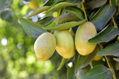 Jujube jojoba bitki ağacı
