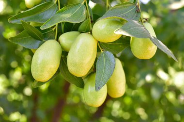 Jujube jojoba bitki ağacı