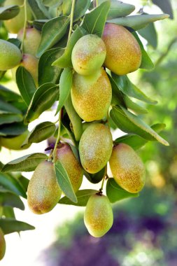 Jujube jojoba bitki ağacı