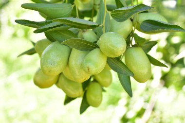 Jujube jojoba bitki ağacı
