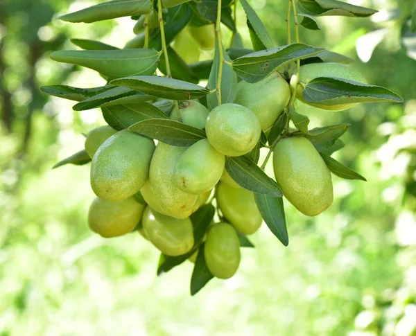 Jujube jojoba planta árvore — Fotografia de Stock