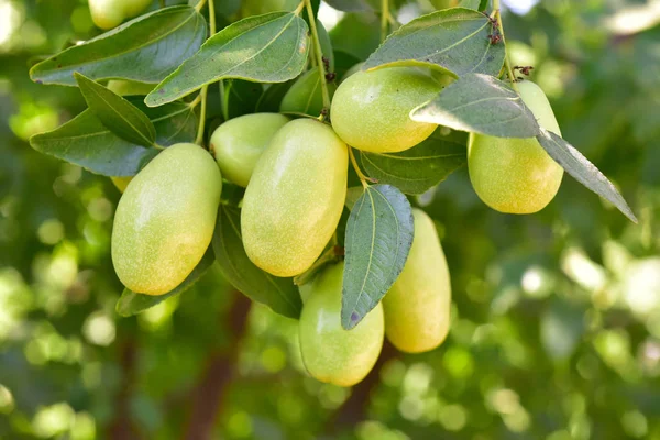 Jujube jojoba növény fa — Stock Fotó