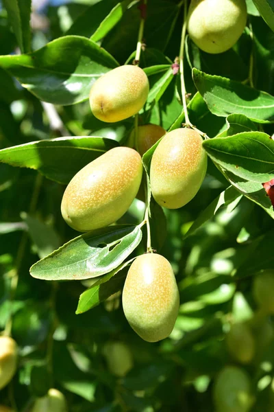 Jujube jojoba növény fa — Stock Fotó