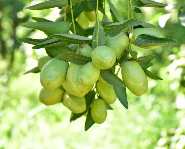 Jujube jojoba növény fa Stock Kép