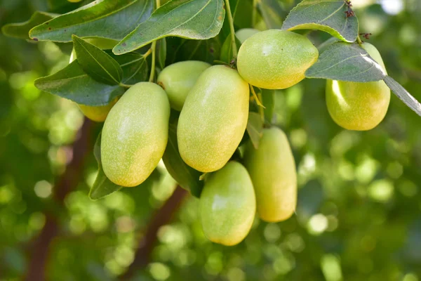 Jujube jojoba planten boom Stockafbeelding