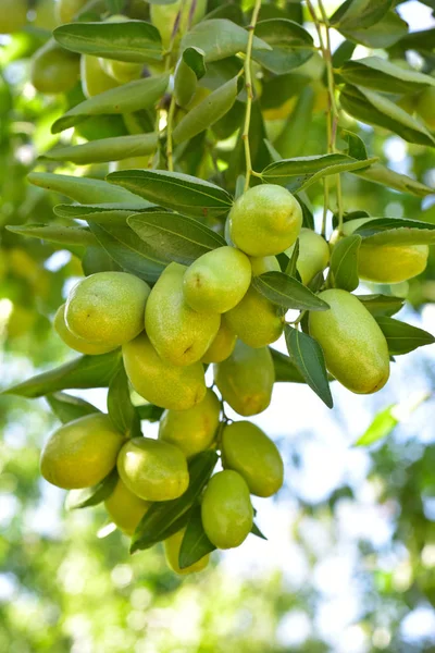Jujube jojoba bitki ağacı