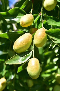 Jujube jojoba bitki ağacı