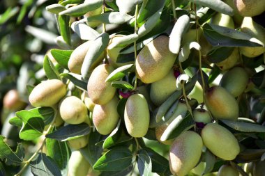 Jujube jojoba bitki ağacı