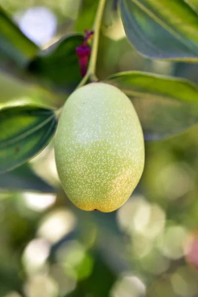 Jujube jojoba planta árvore — Fotografia de Stock