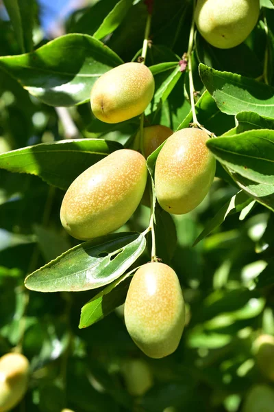 Jujube jojoba növény fa — Stock Fotó