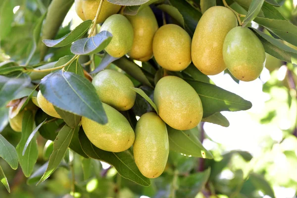 Jujube jojoba planta árvore — Fotografia de Stock