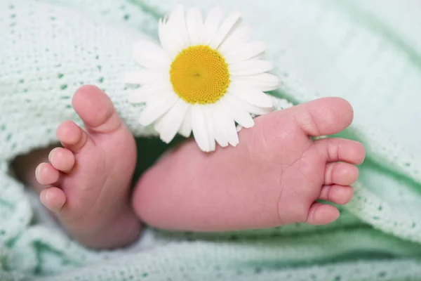 baby feet concept care delicate chamomile flower