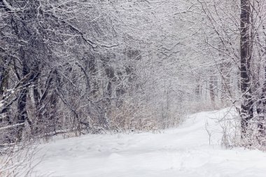 Karlı bir ormanda karla kaplı ağaçların ortasında patika var.