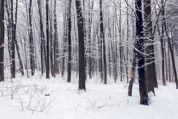 Árboles Cubiertos Nieve Bosque Nevado — Foto de Stock