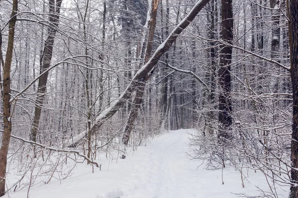 Деревья Покрыты Снегом Заснеженном Лесу Тропинкой Центре — стоковое фото