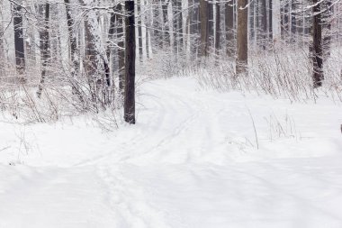 Karlı bir ormanda karla kaplı ağaçların ortasında patika var.