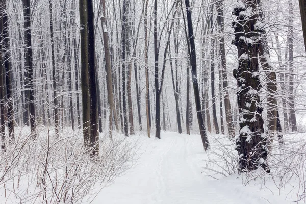 Trees Covered Snow Snowy Forest Footpath Centre — Stock Photo, Image