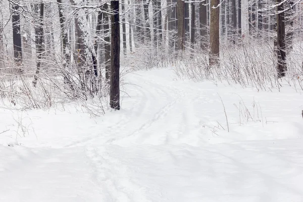 Karlı bir ormanda karla kaplı ağaçların ortasında patika var.