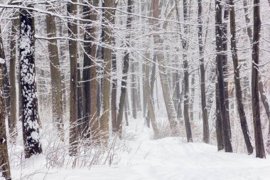 Karlı bir ormanda karla kaplı ağaçların ortasında patika var.