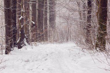 Karlı bir ormanda karla kaplı ağaçların ortasında patika var.