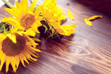 üç sarı ayçiçeği 