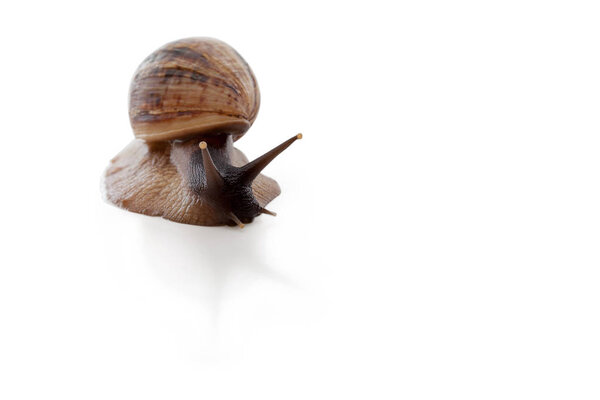 Achatina reticulata with dark head on a white background