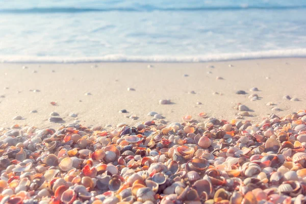 La costa del mare dalle conchiglie — Foto Stock