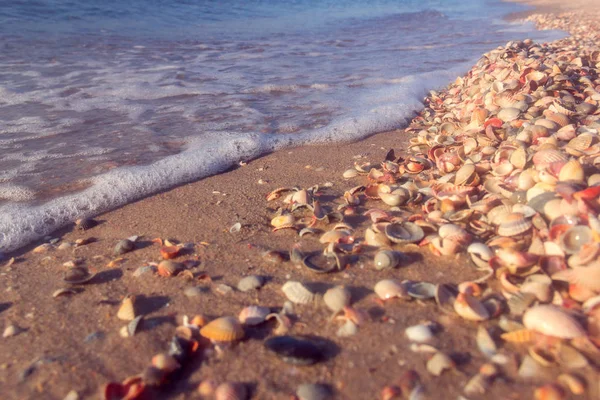 La costa del mare dalle conchiglie — Foto Stock