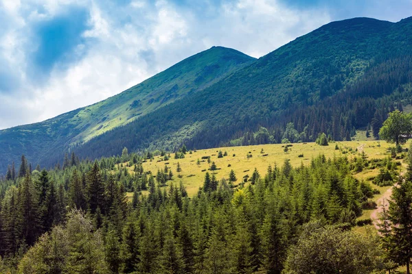 Krajina hor Karpat s jedlí, travnaté vall — Stock fotografie