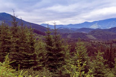 köknar ağaçları ve gökyüzü ile karpatdağların manzara