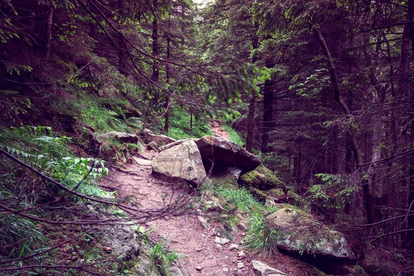 Sentiero forestale con grandi pietre — Foto Stock