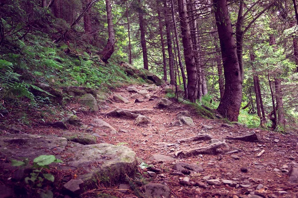 Sentier forestier avec de grosses pierres — Photo