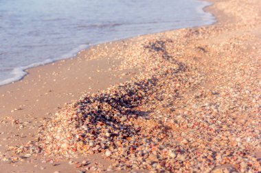 kabukları deniz kıyısı