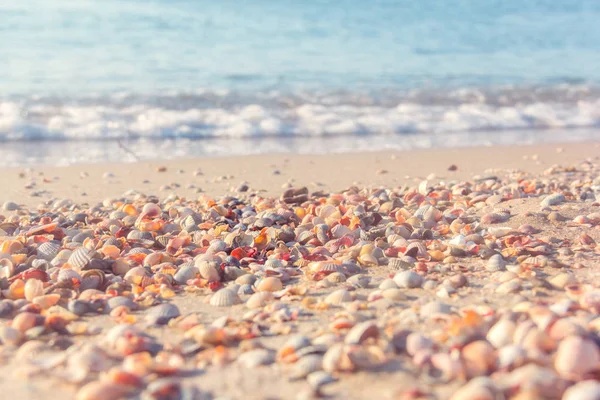 La costa del mare dalle conchiglie — Foto Stock