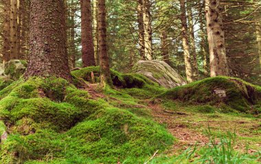 yeşil yosun ile kuzey ormanı 