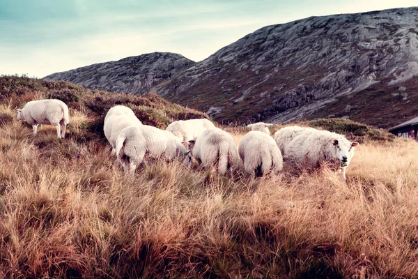 Um rebanho de ovelhas nas montanhas — Fotografia de Stock