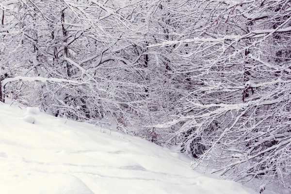 A floresta no inverno — Fotografia de Stock