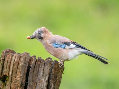 Avrasyalı Jay (Garrulus glandarius) İskoçya, İngiltere