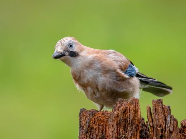 Avrasyalı Jay (Garrulus glandarius) İskoçya, İngiltere