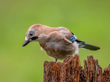 Avrasyalı Jay (Garrulus glandarius) İskoçya, İngiltere