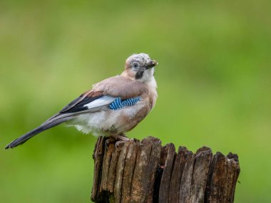 Avrasyalı Jay (Garrulus glandarius) İskoçya, İngiltere