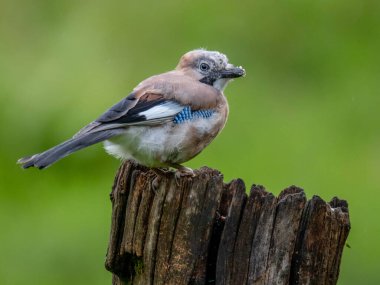 Avrasyalı Jay (Garrulus glandarius) İskoçya, İngiltere