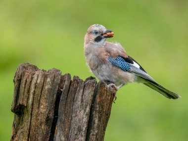 Avrasyalı Jay (Garrulus glandarius) İskoçya, İngiltere