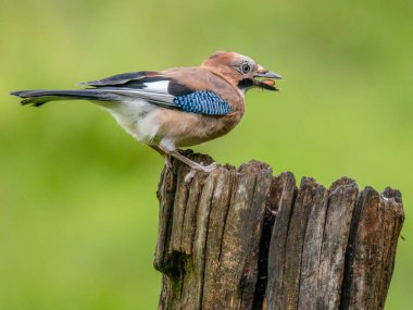Avrasyalı Jay (Garrulus glandarius) İskoçya, İngiltere