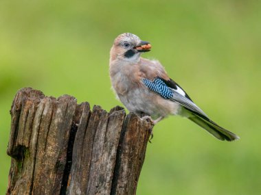 Avrasyalı Jay (Garrulus glandarius) İskoçya, İngiltere