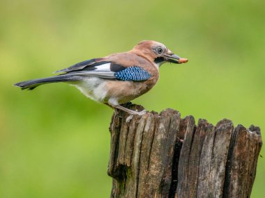 Avrasyalı Jay (Garrulus glandarius) İskoçya, İngiltere