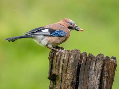 Avrasyalı Jay (Garrulus glandarius) İskoçya, İngiltere