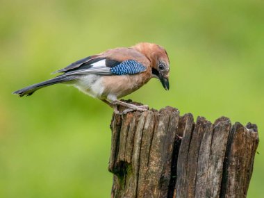 Avrasyalı Jay (Garrulus glandarius) İskoçya, İngiltere