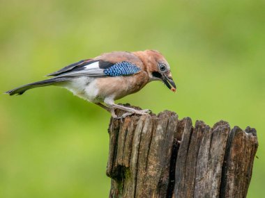 Avrasyalı Jay (Garrulus glandarius) İskoçya, İngiltere