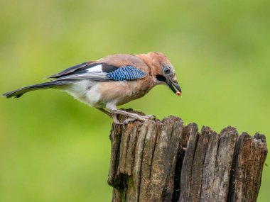 Avrasyalı Jay (Garrulus glandarius) İskoçya, İngiltere